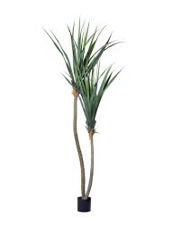 Image result for Pandanus