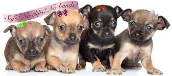 120 views · january 18, 2020. Sassy Sallie S Hair Bows For Dogs Short Haired Dogs Dog Bows Dogs