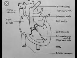 Hi everyone, in this video i show you how to draw a human heart step by step. Easy Way To Draw Human Heart Life Processes Ncert Class 10 Biology Science Cbse Syllabus Youtube