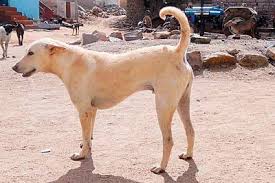 He will be standing in the middle of an area scattered with corpses. Are Dog Lovers Showing More Interest In Adopting Desi Dogs After Pm Modi S Speech