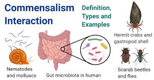 Symbiotic relationships between mites and insects involve a variety of associations including commensalism, parasitism, and prédation. Commensalism Interaction Definition Types And Examples