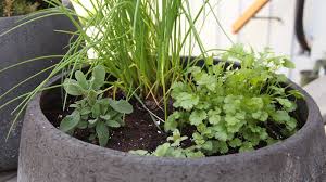 However, if you haven't had the best luck in the past or are new to raising anything in window boxes, no need to worry. 14 Herb Planter Options To Upgrade Your Herb Garden Home For The Harvest