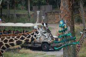 Pin By Tiffany Blake On Creatures Of The Zoo Xi Disney Animal Kingdom Lodge Animals Animal Kingdom Disney