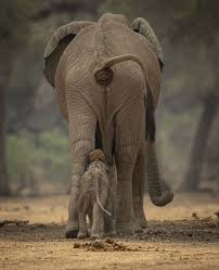 Download Poor Baby Elephant Learns The Perils Of Walking A Little Too Close To Mum World News Mirror Online