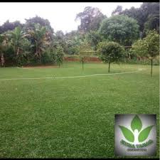 Rumput gajah mini/jual rumput gajah mini/1x1m2 full: Jual Rumput Gajah Mini Bibit Rumput Gajah Mini Gajah Mini Kab Bogor Fitria Taman Tokopedia