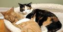 10 Hypoallergenic Cats | Mom