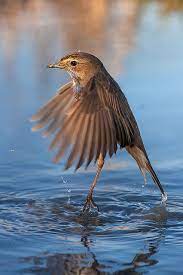 Pechiazul Pet Birds Beautiful Birds Animals