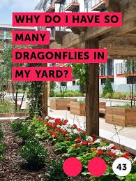 Learn Why Do I Have So Many Dragonflies In My Yard How To Guides Tips And Tricks Japanese Maple Tree Dappled Willow Tree Pruning Japanese Maples