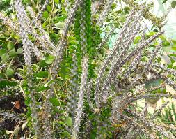 Image result for Alluaudia procera