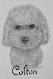 Which beanie boo poodle would you choose? Colton Poodle