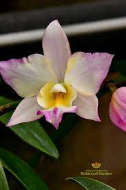 Pin On Orchids
