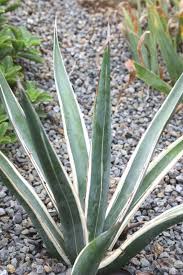 Image result for Selago albomarginata