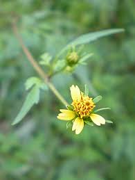 Image result for Bidens bipinnata