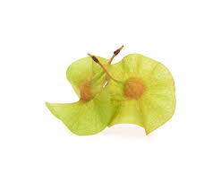 Image result for Pterocarpus