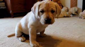 8,540 yellow labrador retriever pictures and royalty free photography available to search from thousands of stock photographers. Yellow Labrador Retriever Puppies Playing 6 Weeks Cute Explosion Buc A Buc Farm Youtube
