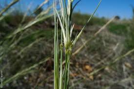 Image result for Aristida bipartita