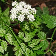 Image result for Oenanthe procumbens