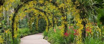 Dem orchideengarten von singapur, ist ein eigener bereich gewidmet. Singapur Botanischer Garten Sollte Man Nicht Versaumen