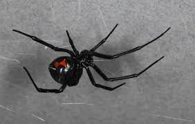 When a person is bitten by a spider the first step is to stop the absorption of the poison. Off Ramp Invasive Brown Widow Spiders Are Pushing Out Black Widows 89 3 Kpcc