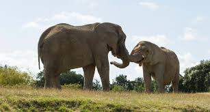 African elephants are large herbivores who are in danger because of poaching. African Elephant Visit The Uk S Largest Herd At Howletts The Aspinall Foundation