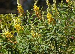 Image result for Crotalaria schliebenii