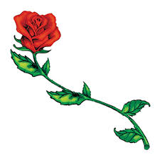 Beautiful red rose with long stem isolated on white. Long Stem Rose Temporary Tattoo Goimprints