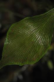 Image result for Antrophyum