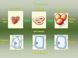 Perubahan bentuk sel terjadi apabila ada pada larutan yang berbeda. Bab 1 Sel Ppt Download