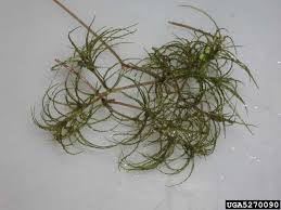 Image result for Najas