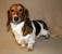 Long Haired Dapple Dachshund With Blue Eyes