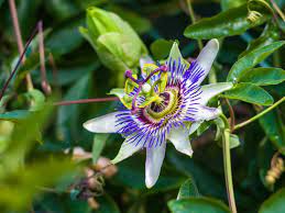 Check spelling or type a new query. No Blooms On Passion Flower How Do You Get A Passion Flower To Bloom