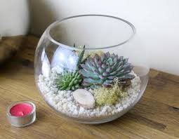 Medium Globe Glass Terrarium Kit Perfect Gift Beautiful Sized Terrarium Featuring 3 Living Succule Ideias De Terrario Suculentas Terrarios