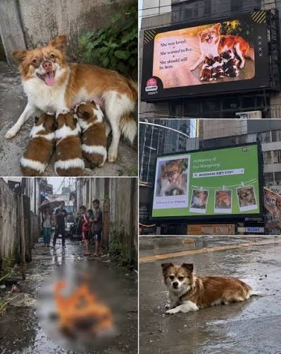 Agneta - A STRAY DOG KILLED IN CHINA JUST HIJACKED NEW YORK'S TIMES SQUARE. A month-old mother died in agonizing pain—now, every 35 minutes, her face paralyzes the biggest screen in NYC.