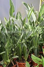It is relatively hardy and adapts to a wide spectrum of light conditions from direct sun to low, indirect light, but will flourish in a sunny spot. Strelitzia Reginae Orange Bird Of Paradise Buy Seeds At Rarepalmseeds Com
