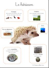 Une Sequence Le Noel Du Herisson 1 2 3 Dans Ma Classe A Moi Animaux Herisson Animaux Nocturnes