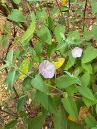 Image result for Jacquemontia paniculata