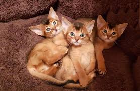They are lean and athletic looking with long legs and big ears. Abyssinian Cat For Sale In The City Of Vilnius Lithuania Price 483 Announcement 855