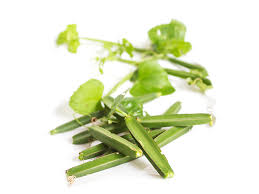 Image result for Cissus aralioides