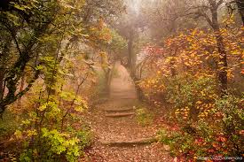 Page updated 14 nov 2016 with new photos ; Los Bosques Y Parajes Mas Bonitos De La Comunidad Valenciana