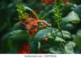 Image result for Combretum erythrophyllum