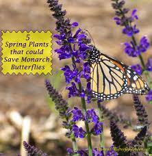 Use these flowers that attract hummingbirds to create an amazing hummingbird habitat in your backyard. 5 Spring Plants That Could Save Monarch Butterflies