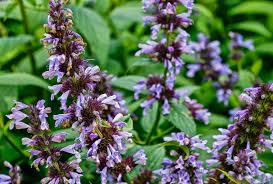 Apr 06, 2021 · catnip has a weedier appearance, while catmint is often used as a pretty, flowering perennial in beds. Catmint An Herb For Cats And Humans Spiceography