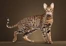 What is a Savannah Cat | Sahara Cat | Savannah Cat Breed
