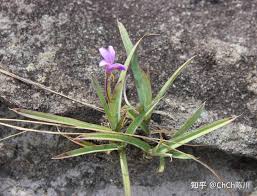 Image result for Xerophyta scabrida