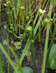 Image result for Caldesia parnassifolia