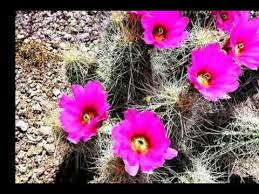 Maybe you would like to learn more about one of these? Arizona Desert Flowers Youtube