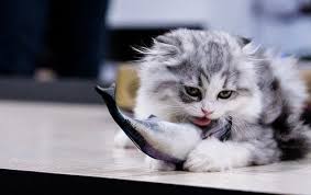 Proteins that are safe for cats. Can Cats Eat Salmon 3 Types Of Salmon Is It Best