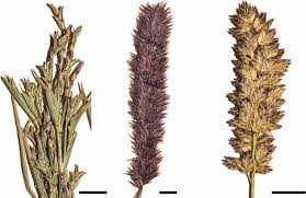 Image result for Eragrostis paniciformis