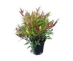 Its overall growth habit is rounded, and equally tall as it is wide at 3 ft. Nandina Domestica Burgundy Wine 1 Gallon The Garden Corner