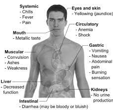 Main Symptoms Of Copper Poisoning By Mikael Haggstrom Download Scientific Diagram